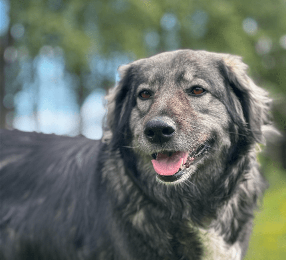 Honden spelen vrij op het speelveld van Dog-Connect