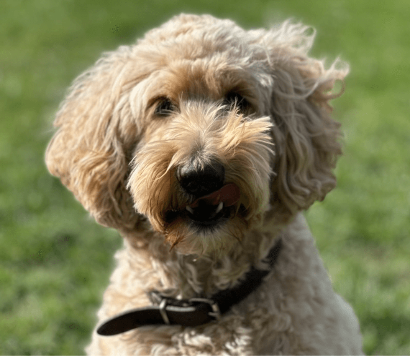 Hond close-up