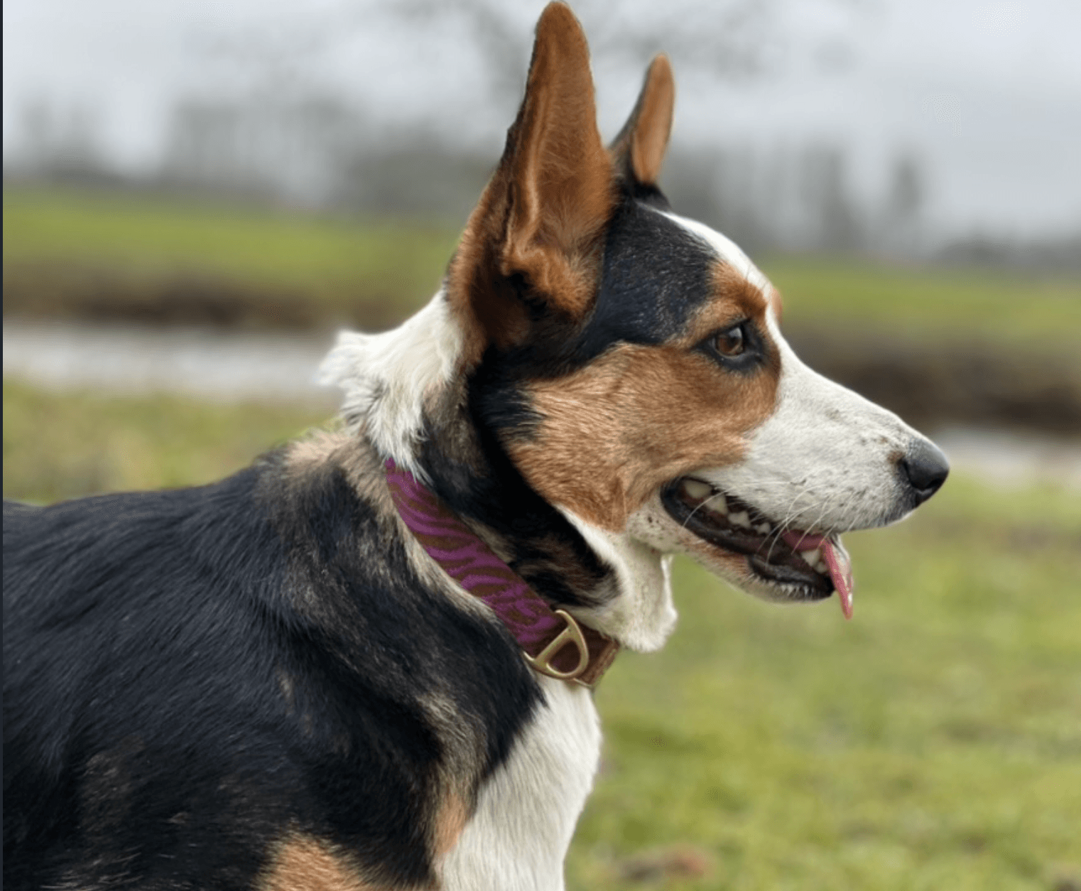 Hond geniet buiten